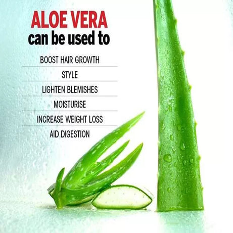 2 Piece Aloe Vera Leaf Cuttings - Best For Skin Care Aloevera Gel - Oshi.pk - Buy & Sell Online