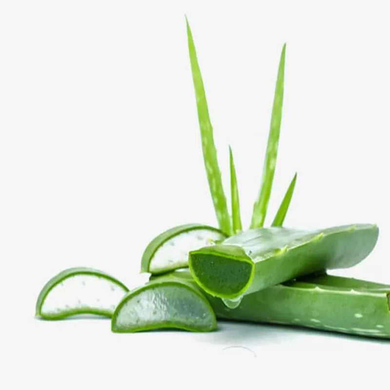2 Piece Aloe Vera Leaf Cuttings - Best For Skin Care Aloevera Gel - Oshi.pk - Buy & Sell Online