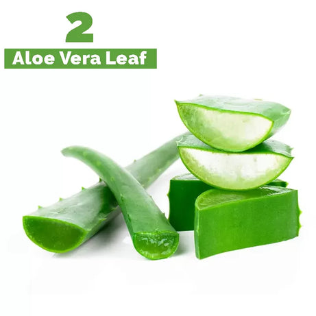 2 Piece Aloe Vera Leaf Cuttings - Best For Skin Care Aloevera Gel - Oshi.pk - Buy & Sell Online