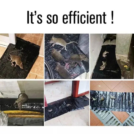 Black Rat Killing Magic Carpet Rodents Moles Trap Rat Mice Trap Mouse Glue Trap Rat Tarps Mat - Oshi.pk - Buy & Sell Online