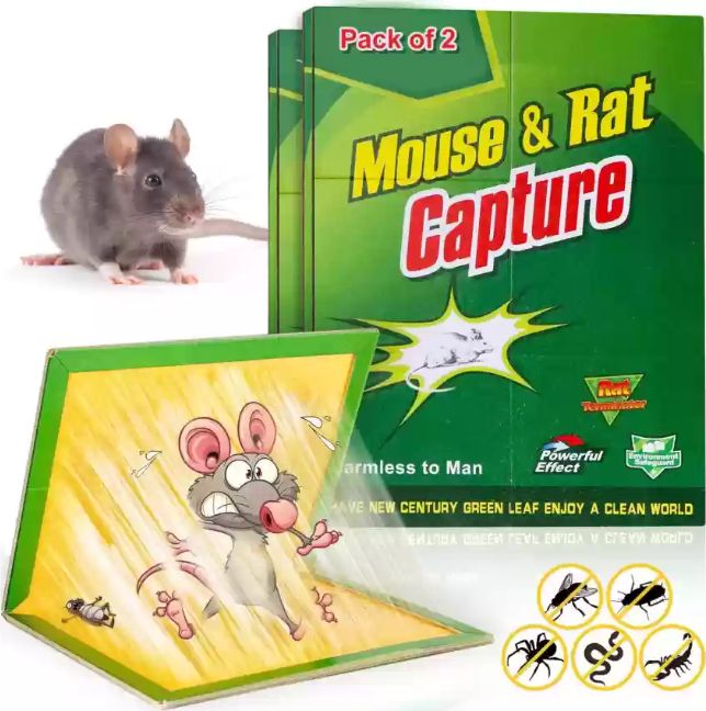 Buy Mouse & Rat Glue Trap Board at Best Price in Pakistan